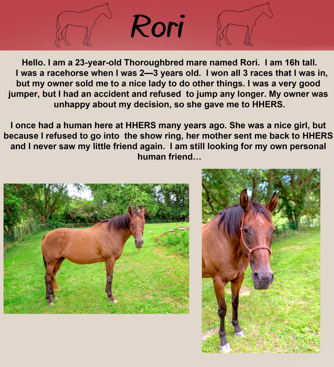Second Chance Hooves: Sponsorship & Adoption Program for Rescued Horses