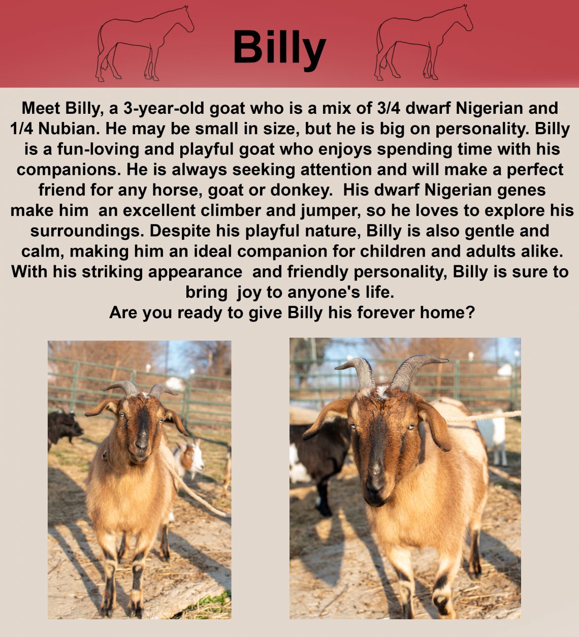 Second Chance Hooves: Sponsorship & Adoption Program for Rescued Horses